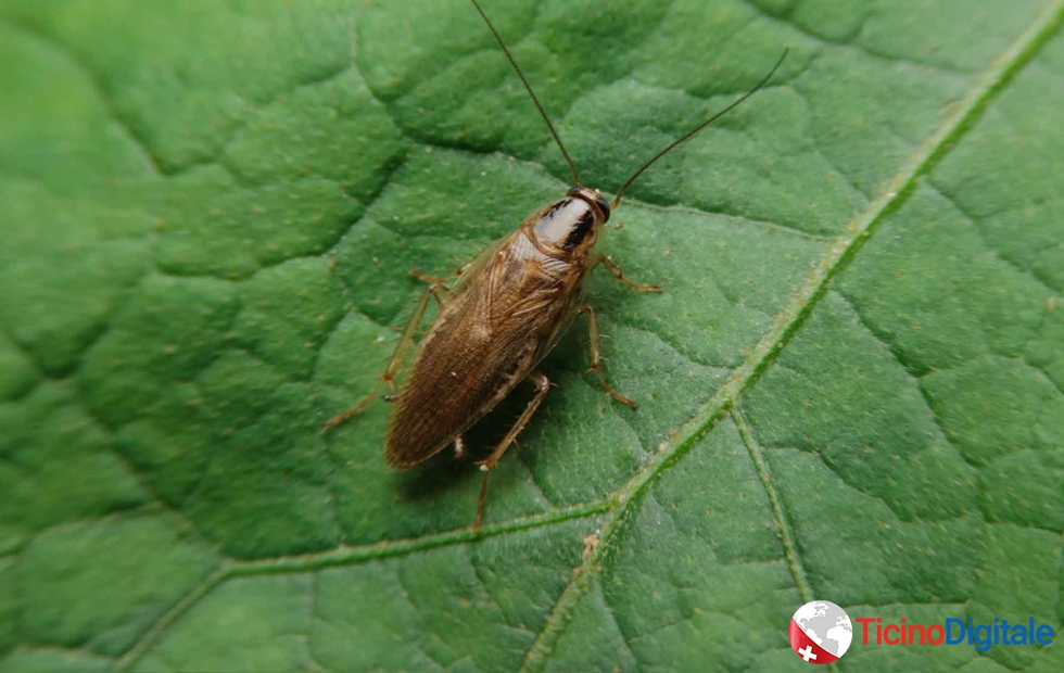 Blatte nel Ticino: un'indagine su una presenza fastidiosa